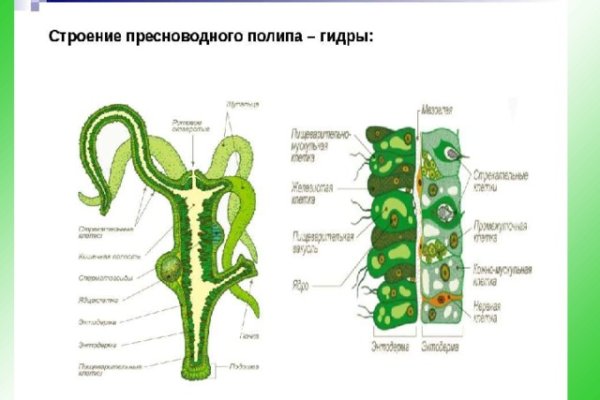 Kraken гидра